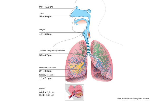 Respiratoty system and the degree of penetration of the particles according to their size
