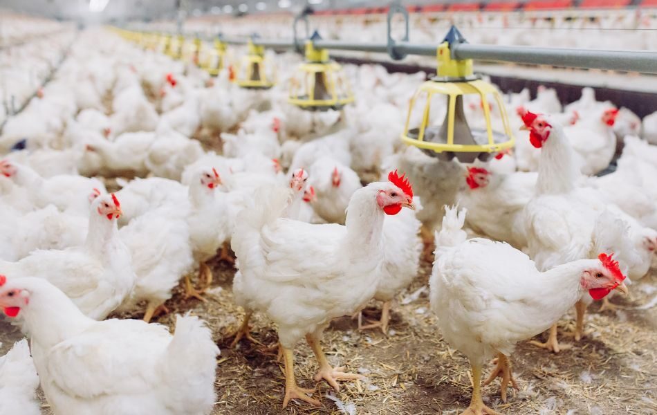 Bienestar animal granjas avícolas